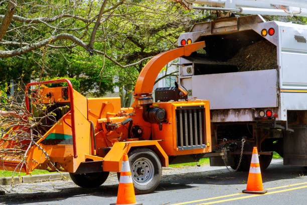 Bell Canyon, CA Tree Service Company